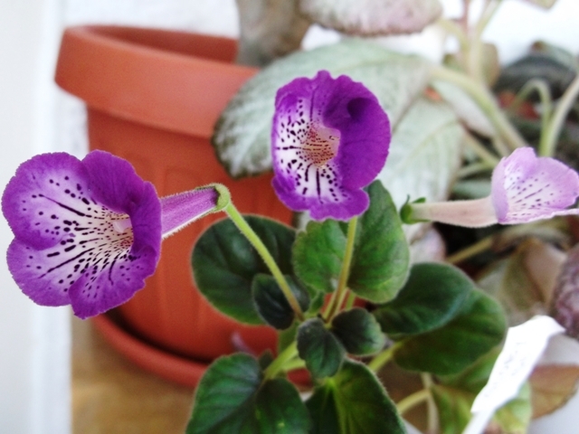 Glory Be - Mini Sinningia