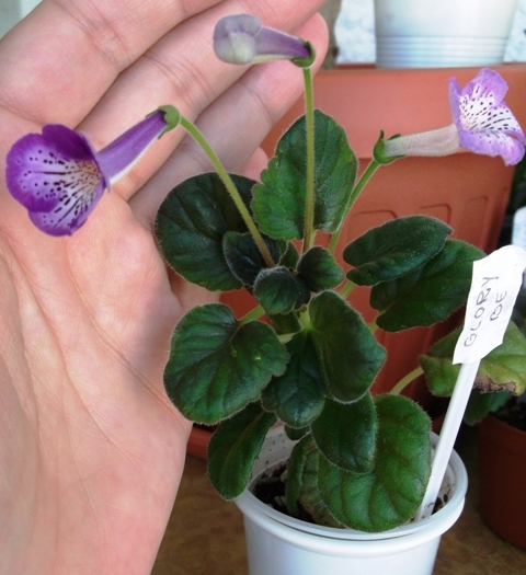 Glory Be (1) - Mini Sinningia