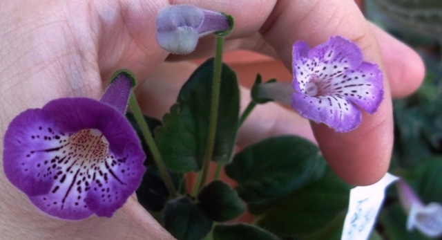 Glory Be (3) - Mini Sinningia