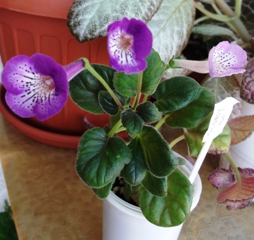 Glory Be (4) - Mini Sinningia