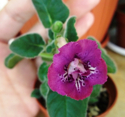 Raspberries \'n\' Cream - Mini Sinningia