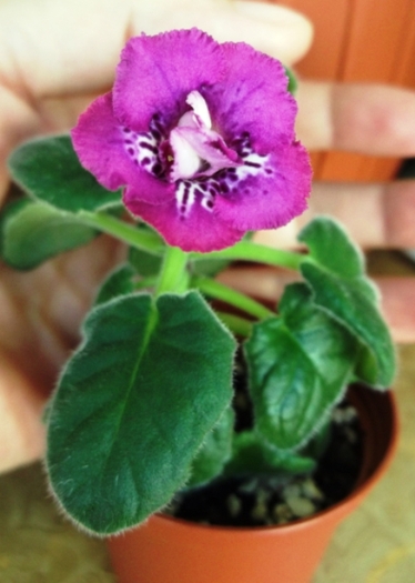 Raspberries \'n\' Cream (2) - Mini Sinningia