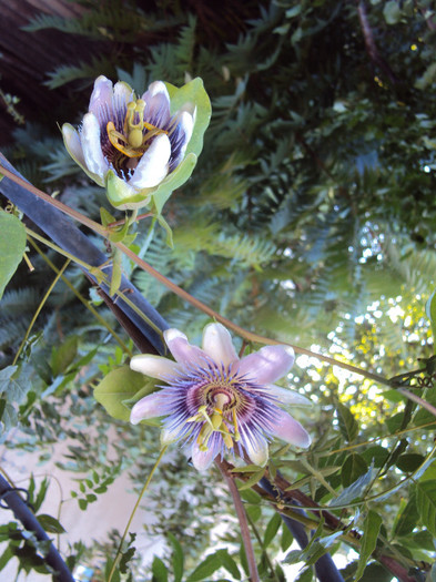 passiflora alatocaerulea