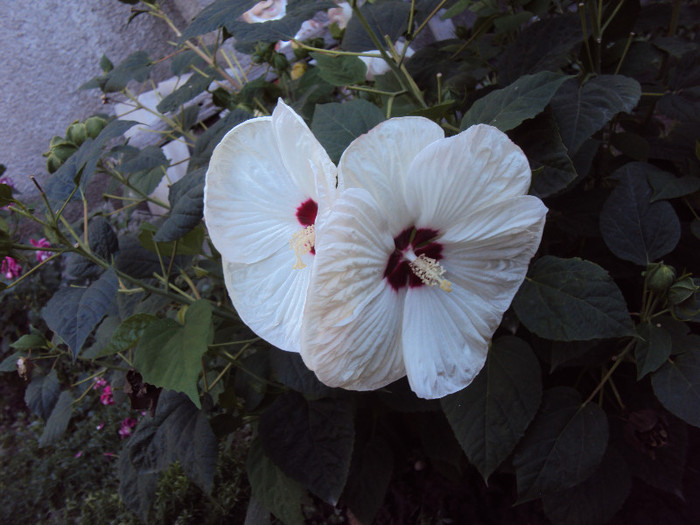 DSC09974 - Hibiscus de gradina