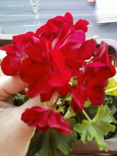 29 august 2012-flori 027