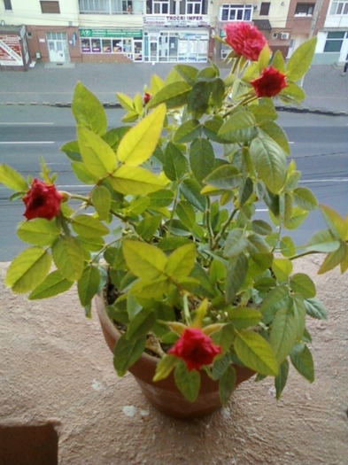 29 august 2012-flori 033