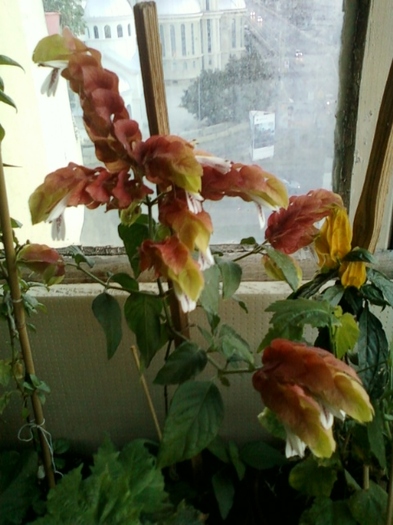 29 august 2012-flori 007