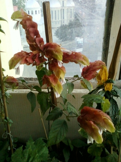29 august 2012-flori 009