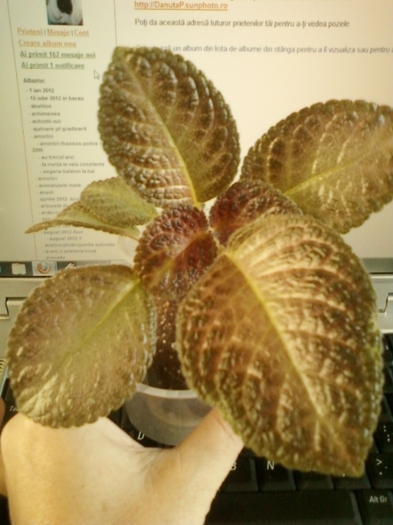 29 august 2012-flori 034 - episcia