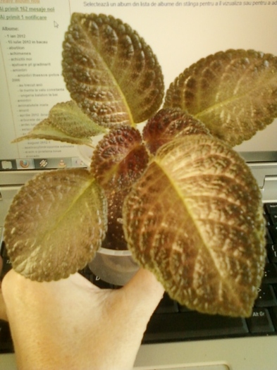 episcia ? - episcia