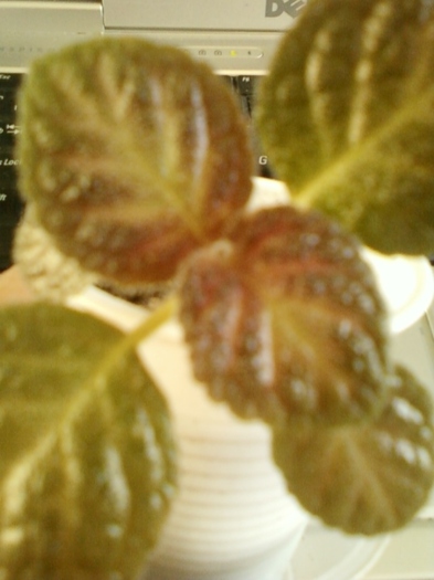 29 august 2012-flori 037 - episcia