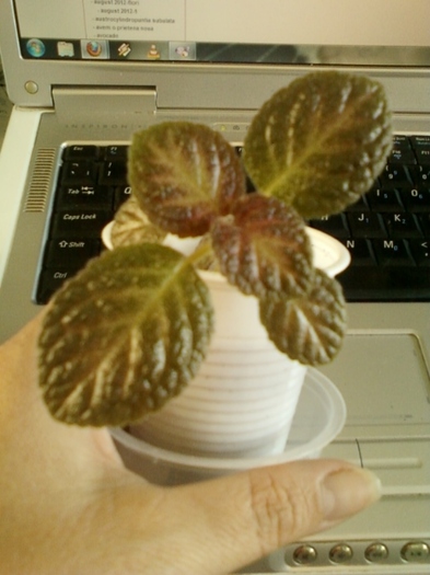 episcia ? - episcia