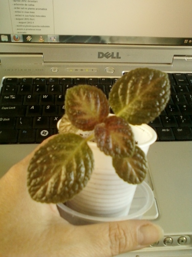 29 august 2012-flori 041 - episcia