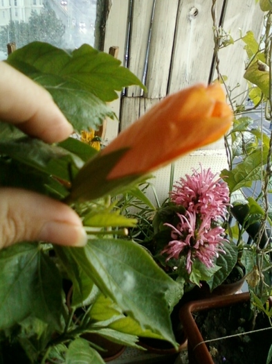 29 august 2012-flori 016 - hibiscus -1