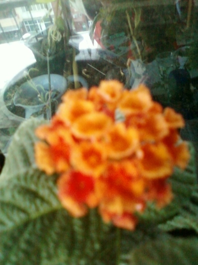 29 august 2012-flori 001 - lantana camara