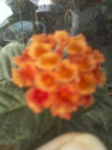 29 august 2012-flori 003 - lantana camara