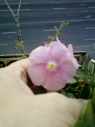 vinca roz - vinca