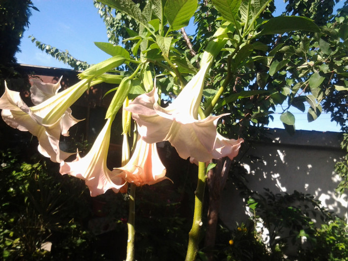 2012-08-29 10.12.22 - brugmansia