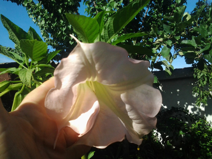 2012-08-29 10.12.38 - brugmansia