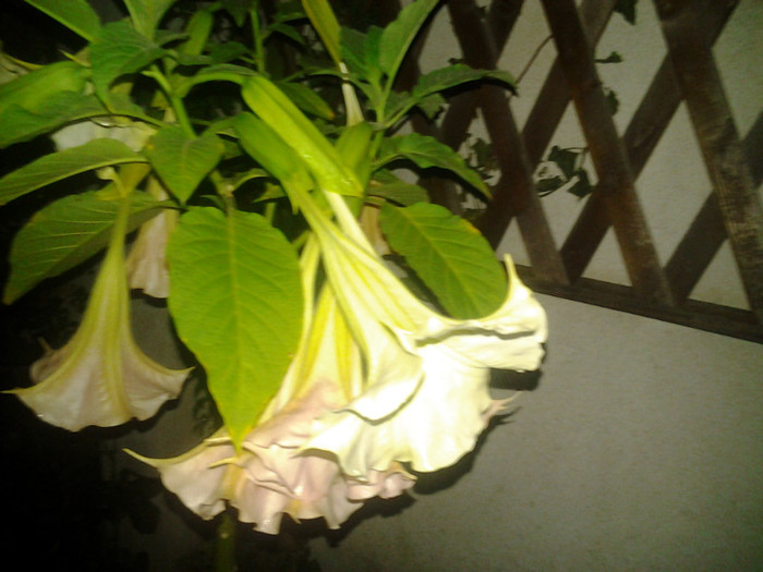 2012-08-27 21.03.54 - brugmansia