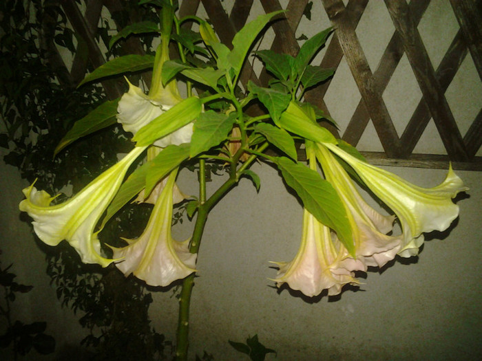 2012-08-27 21.04.01 - brugmansia