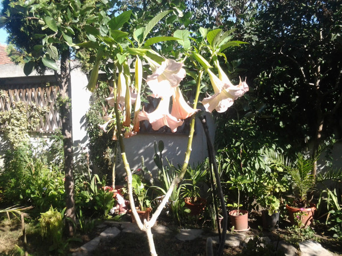 2012-08-29 10.08.24 - brugmansia