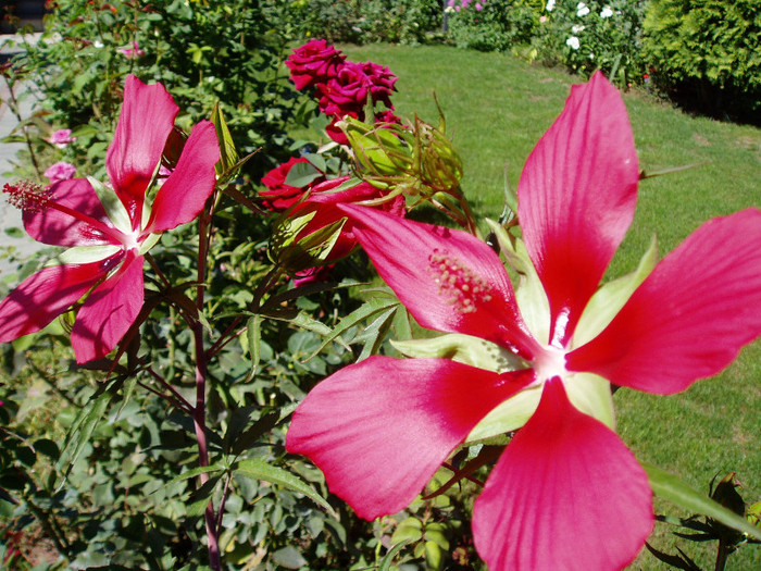P1010680