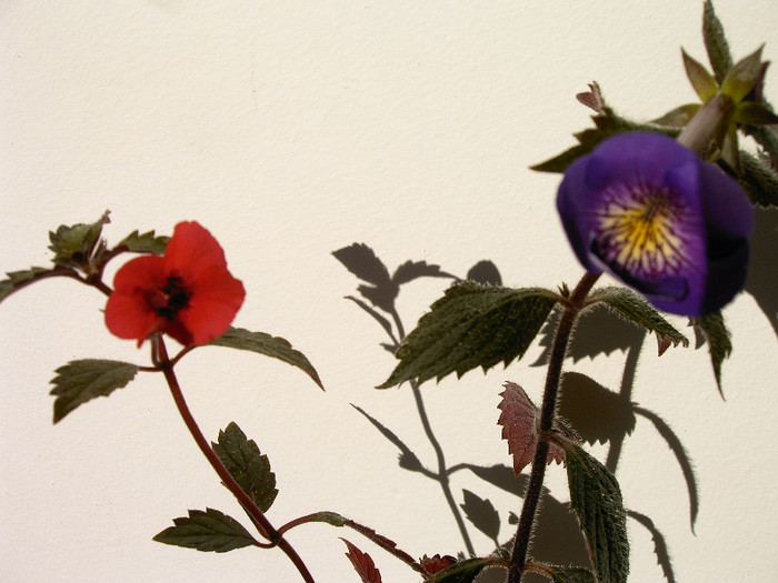 IMAG0006 - ACHIMENES