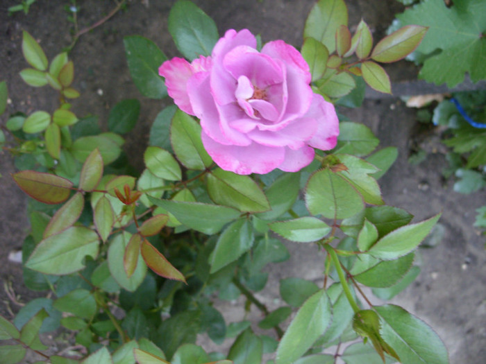 SDC13984 - 20 august