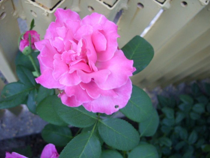 SDC13986 - 20 august