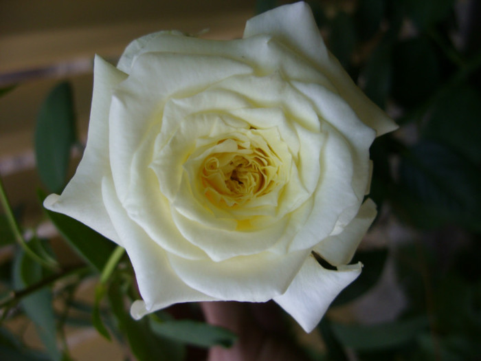 SDC13991 - 20 august