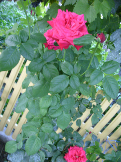 SDC13995 - 20 august