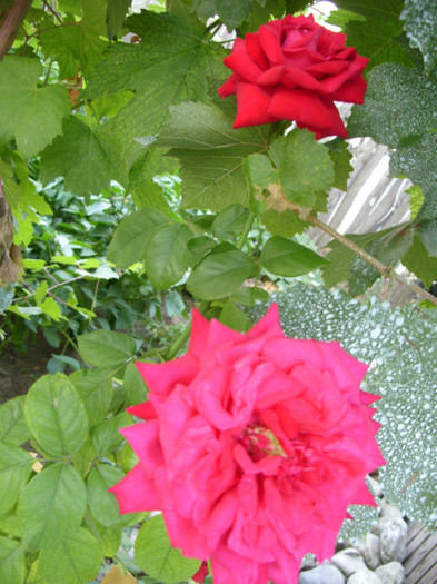 SDC13996 - 20 august