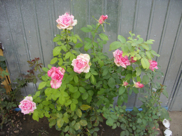 SDC13997 - 20 august