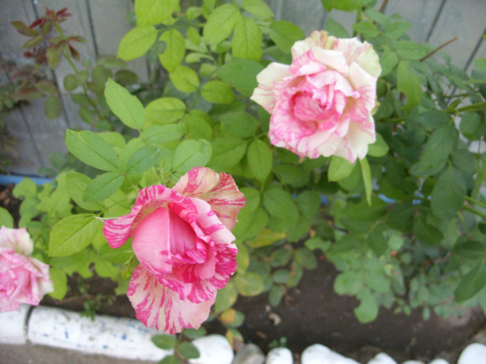 SDC13998 - 20 august