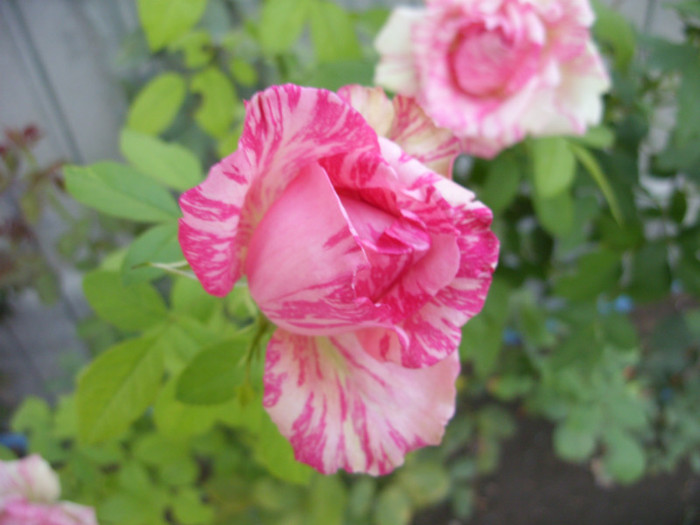 SDC13999 - 20 august