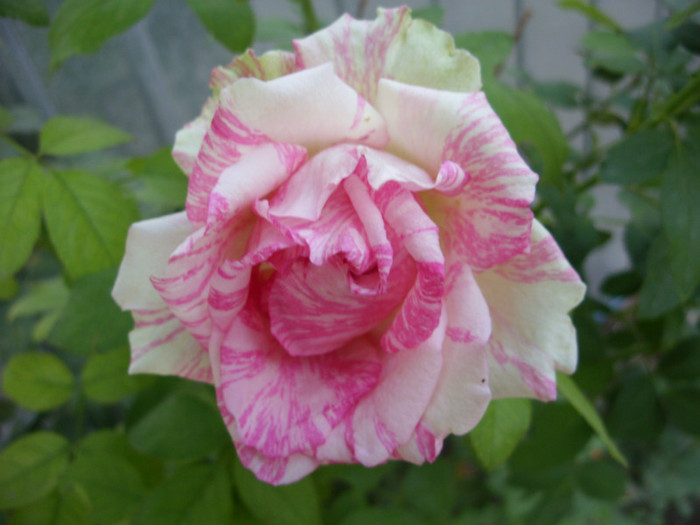 SDC14000 - 20 august