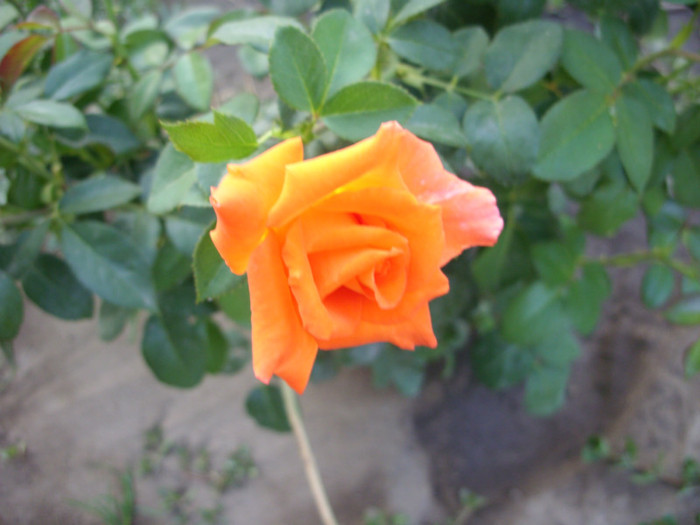 SDC14001 - 20 august