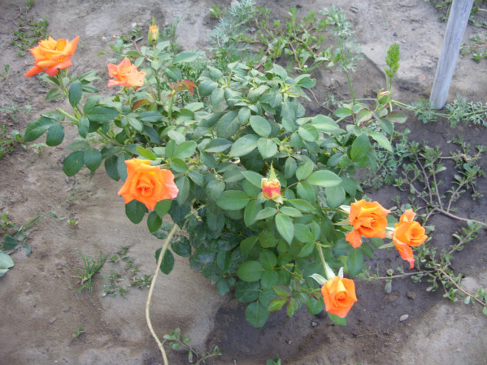 SDC14002 - 20 august