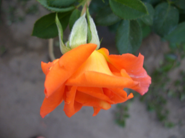 SDC14003 - 20 august