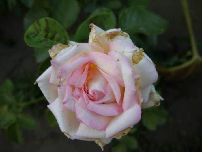 SDC14007 - 20 august