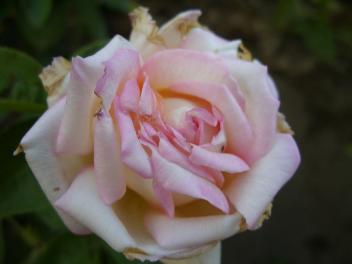 SDC14008 - 20 august