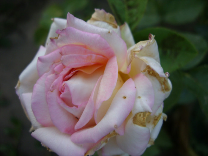 SDC14009 - 20 august