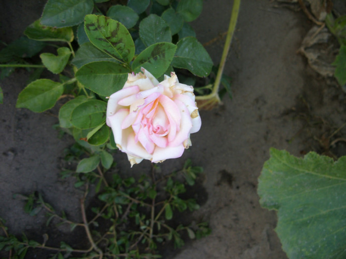 SDC14010 - 20 august