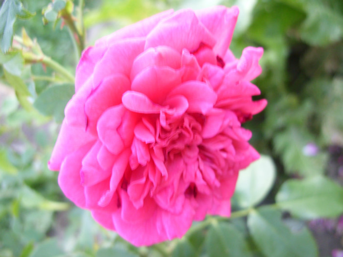 SDC14011 - 20 august