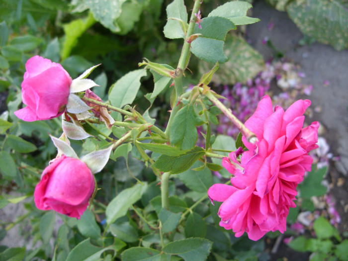 SDC14012 - 20 august