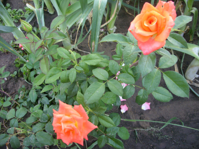 SDC14016 - 20 august