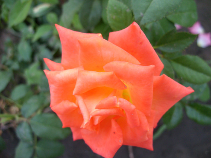 SDC14018 - 20 august