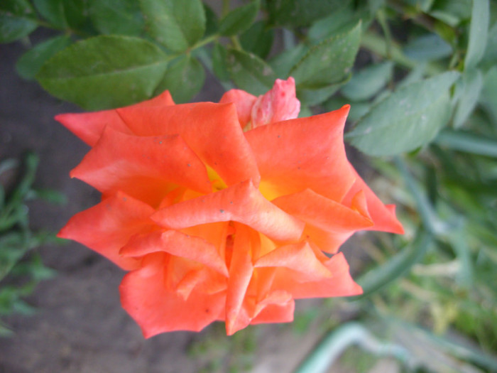 SDC14019 - 20 august