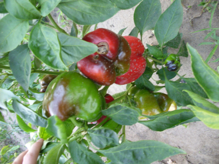 SDC14025 - 20 august